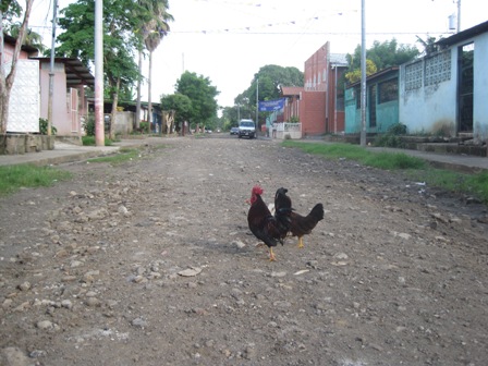 Why did the chickens cross the road?